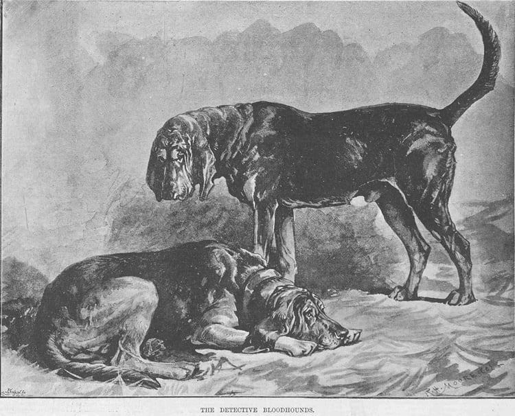 The to bloodhounds.