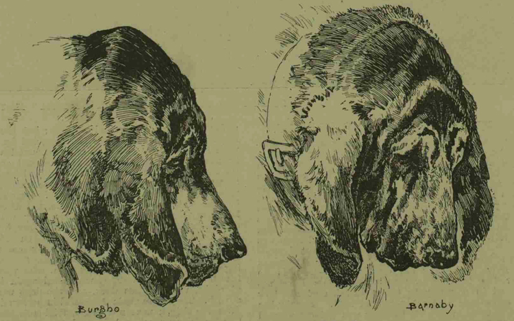 The bloodhounds used in the trials.